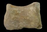 Fossil Hadrosaur Phalange - Alberta (Disposition #-) #136305-1